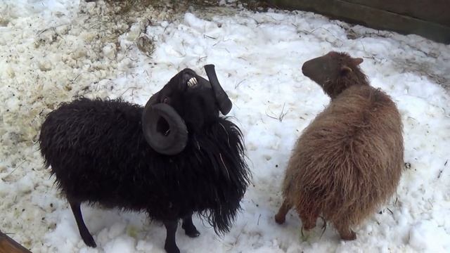 ГУЦУЛ ЛЕНД В БУКОВЕЛЕ-ЗИМНЯЯ СКАЗКА 3 смотреть онлайн