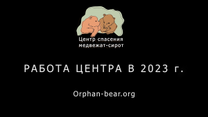 Центр спасения медвежат-сирот: давайте знакомиться!