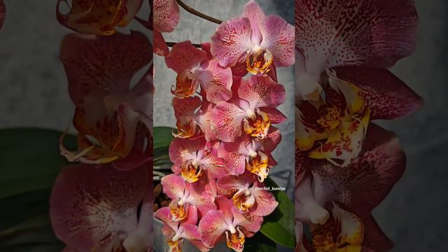 Phal. Leco Fantastic | Dragon Heart ❤️🔥 Цветение фаленопсиса Леко Фантастик с мутацией рисунка 🔥