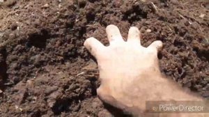 Цитрусы ежегодная пересадка.