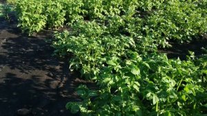 Обзор нашего картофеля. Киранда, Хортица, Аннушка.  Особенности выращивания.