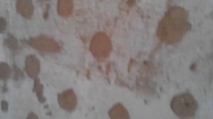 как побороть грибок на стенах