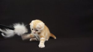 Вислоухий красный серебристый мраморный котик