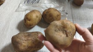 Новые сорта картофеля на 2023 год (от Козлова С.В.)