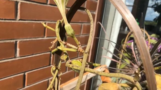 Ceropegia sandersonii смотреть онлайн