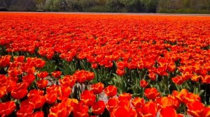 [4K] KEUKENHOF ? Flowers & Tulips ?? | 1 Hour Calming Piano Relaxation Drone Film