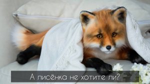 А лисенка не хотите ли?