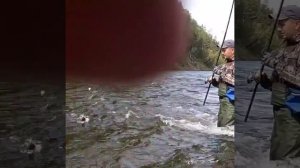 КРУПНЫЙ ХАРИУС!!! ТЕСТИРУЕМ МУШКИ.