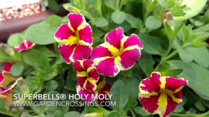 Superbells® Holy Moly