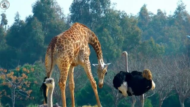 Supersonic Ostriches : Earth's Speed Kings! #ostrich #wildlife #factsinhindi смотреть онлайн