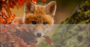 Караоке Виктор Петлюра Солдатские проводы