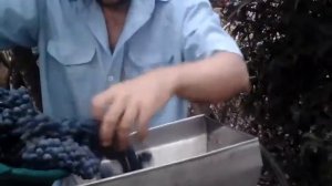 Приготовление вина давка винограда....