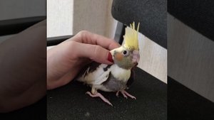 #harizma_ptichka Птенец кореллы, в каком возрасте покупать птенца корелл.