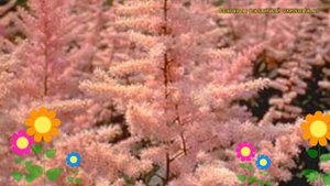 Астильба арендса Америка. Краткий обзор, описание характеристик astilbe arendsii America