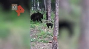 Бесстрашный кот защитил хозяев от медведя в лесу