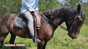 Чечня рынок Лошадей Урус-мартан