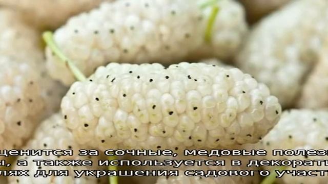 Шелковица белая
