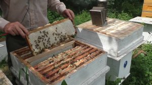 ПЧЁЛЫ СЛАБО ЛЕТАЮТ в чем  причина