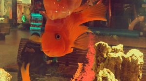 Аквариумные рыбки "Красный попугай" (Red parrot fish aquarium)