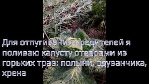 Делаем профилактическую защиту капусте от вредителей