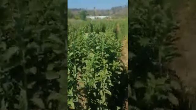 Stevia Yetiştiriciliği смотреть онлайн