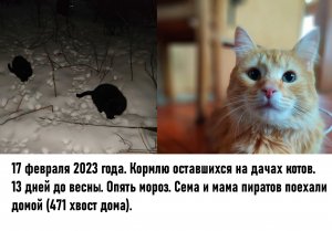 17 февраля 2023 года. Кормлю оставшихся на дачах котов. 13 дней до весны. Опять мороз. Сема и мама п