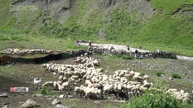 В Дагестане предпринимают меры по совершенствованию кормопроизводства