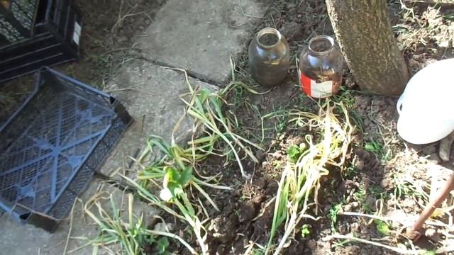 Кофейная гуща повышает урожайность чеснока. смотреть онлайн