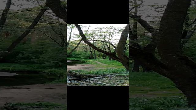 Прогулка в Подмосковье за городом отдых на природе: маленькая речка яркая зелень красивое пение птиц