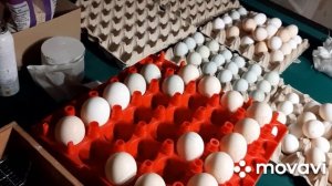 ?КУРЫ ЛАКЕНФЕЛЬДЕР?ЦЫПЛЯТА#ЯЙЦО#ЗЕМЛЕДЕЛИЕ...