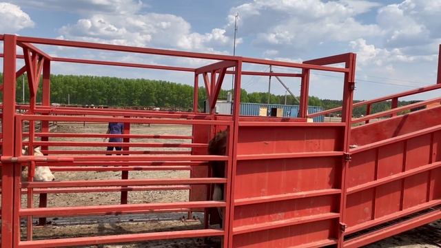 Отгрузка бычков с KazBeef смотреть онлайн