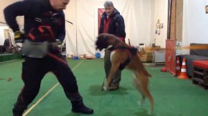 Дрессировка собак. Боксеркоманда - семинар Алекса Вяткина