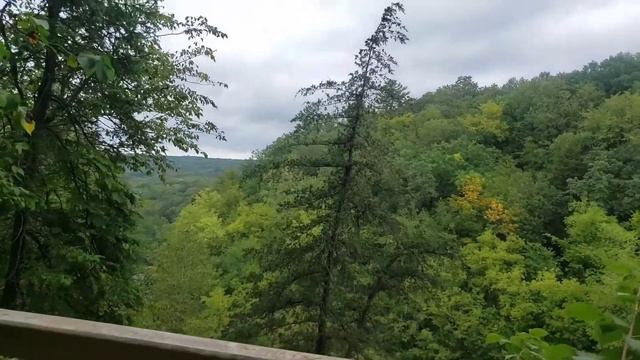 Mushroom hunting in Wisconsin смотреть онлайн
