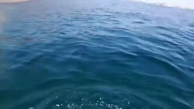 Камбала и гребешок. Остров Русский смотреть онлайн