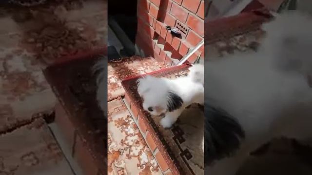 Враг не пройдёт! смотреть онлайн