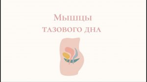 Мышцы тазового дна - анатомия, строение, функция.