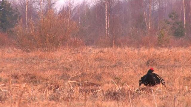 тетерев брачный период.