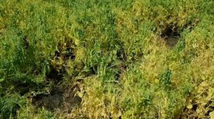 Зимующий (озимый) горох. Осмотр сортовых участков