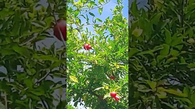 А вы видели, как растёт ГРАНАТ?!! смотреть онлайн