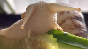 УЛИТКА АХАТИНА КРУПНЫМ ПЛАНОМ! КАК ЕСТ УЛИТКА?