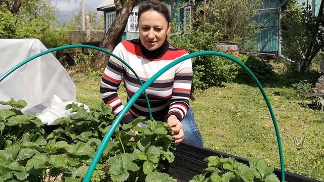 Земклубника Купчиха. 42 цветоноса на одном кусту