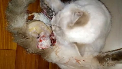 Роды кошки.