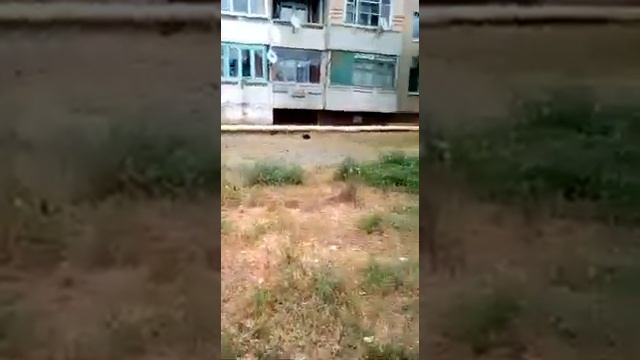 Саратовская обл г Красноармейск.