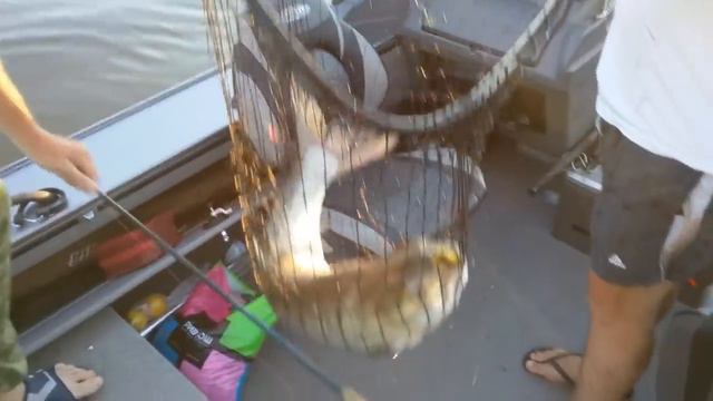 Жерех дельта волги смотреть онлайн