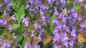 Бабочек много не бывает!!! Не исполняйте чужую волю,  тогда будет мир на земле.