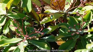 Синадениум Гранта: уход в домашних условиях и основные сорта