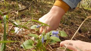 Фиалка собачья (Viola canina)