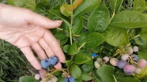 Сорт Дюк. Созревание голубики на 23 июля 201 года.