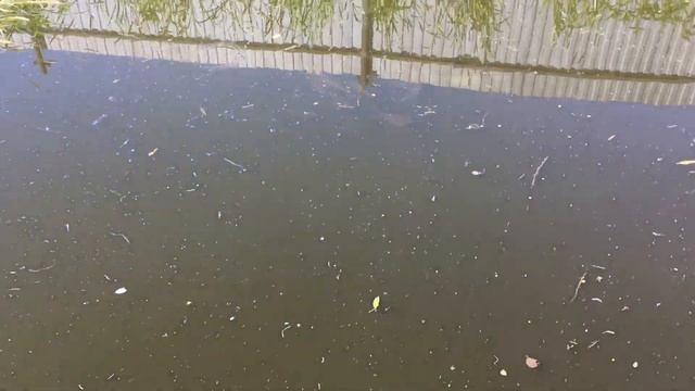 Караси в домашнем пруду. Содержание и разведение рыбы в пруду на своём участке. смотреть онлайн