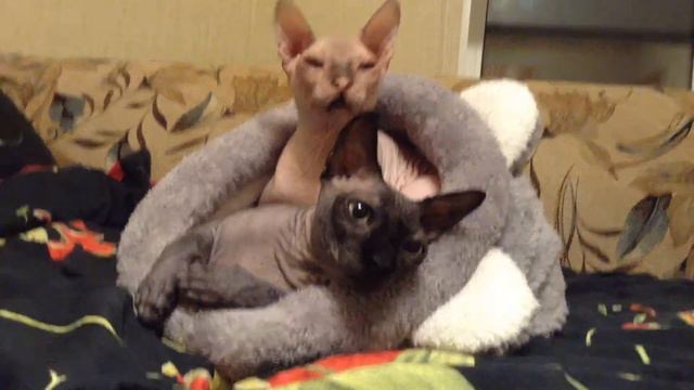 Мягкий дом смотреть онлайн